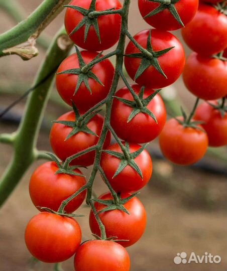 Рассада помидор черри на заказ