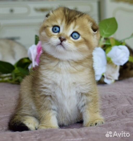 Шотландские котята