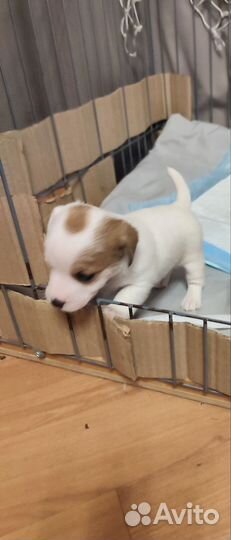 Джек Рассел терьер