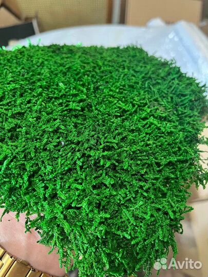 Плоский мох Премиум