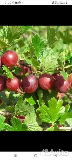 Крыжовник саженцы