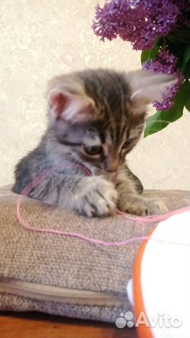 Котенок