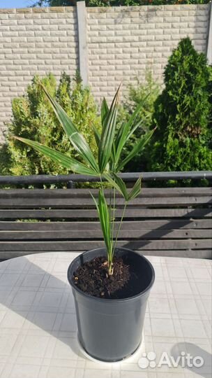 Комнатная пальма