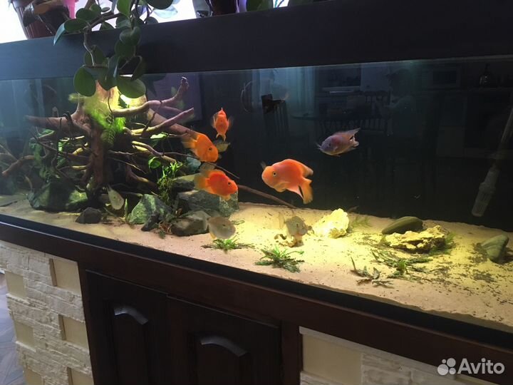 Обслуживание, запуск, чистка Аквариума