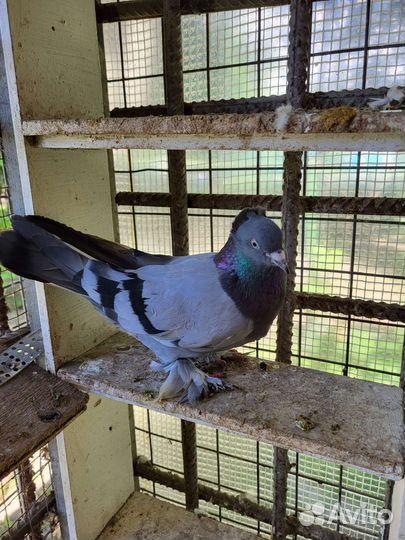 Голуби акбаши,Ленинаканцы пара