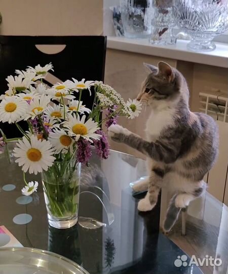 Котята