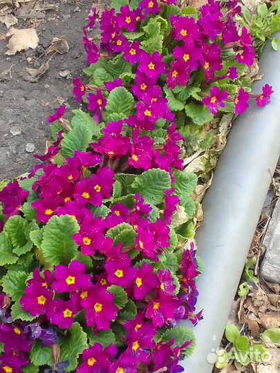 Примула садовая,цена за шарик из примул