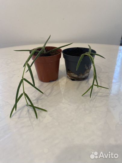 Хойя линеарис