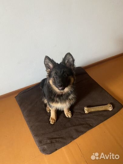 Щенок немецкой овчарки