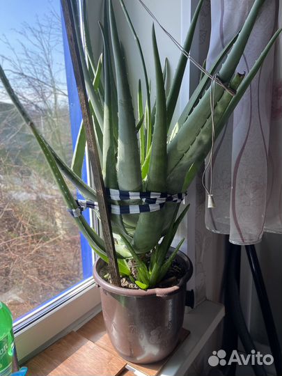 Алоэ вера большой