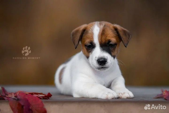Джек Рассел терьер