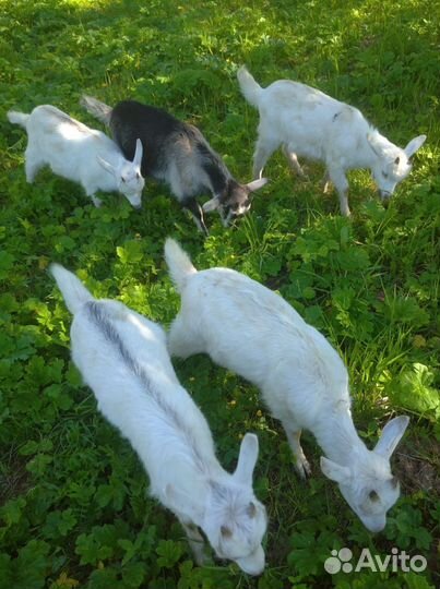 Козлята
