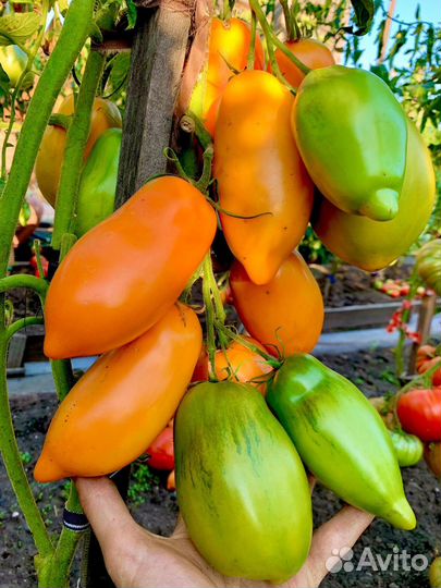 Семена томатов Минусинские и другие сорта