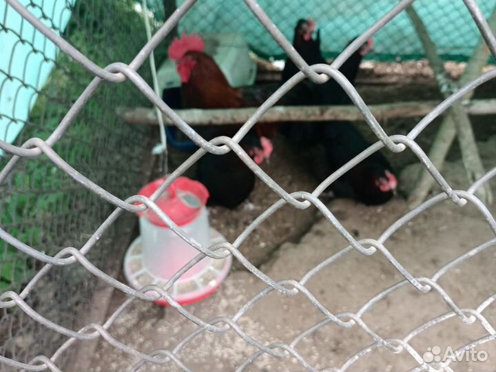 Цыплята, инкубационное яйцо, петухи