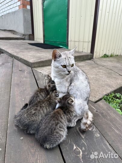 Котята бесплатно