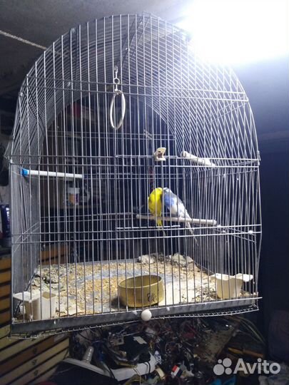 Волнистый попугай