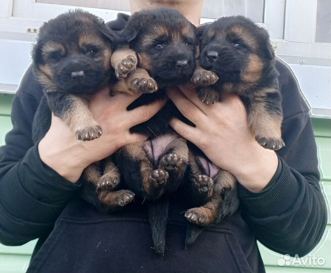 Щенки немецкой овчарки бронь