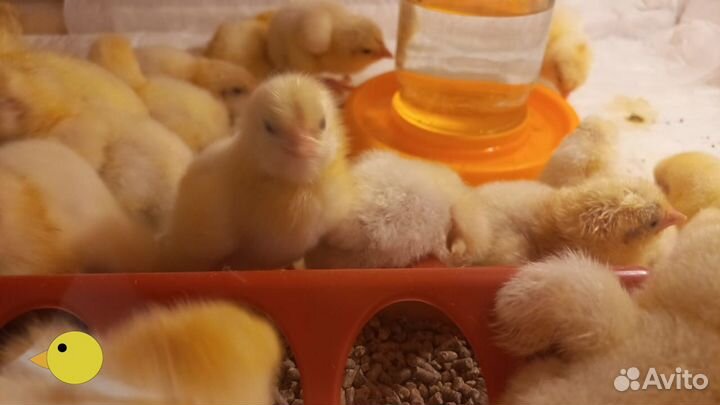 Цыплята бройлеры суточные Кобб 500 Венгрия