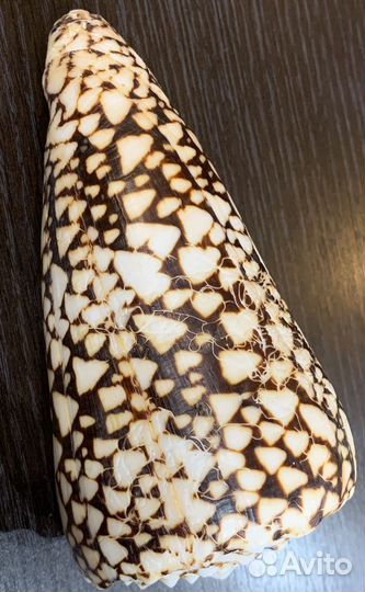 Морские ракушки раковины