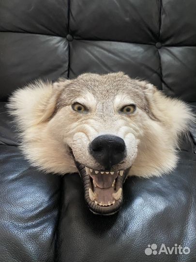 Голова волка