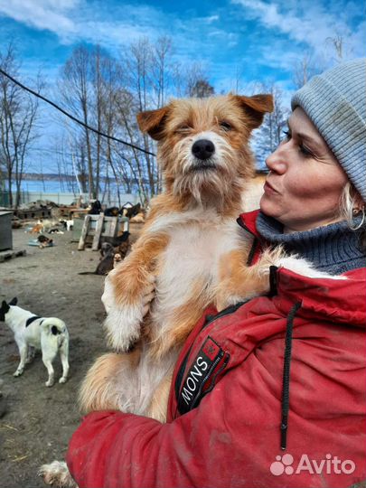 Рыжее счастье в добрые руки