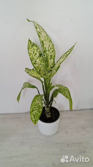 Диффенбахия Везувий