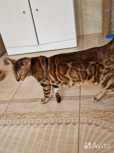 Бенгальская кошка