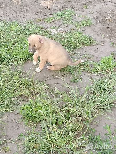 Среднеазиатская овчарка