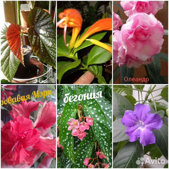 Эсхинантус Гибискус Жасмин Джинура Антуриум и др