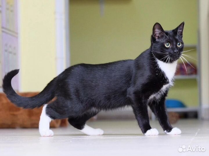 Котики