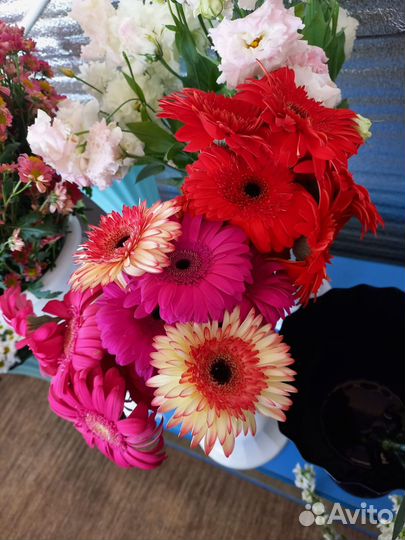 Гербера цветы свежие на Ветлужанке живые букеты