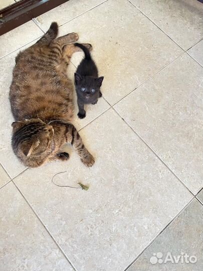 Котята породистые