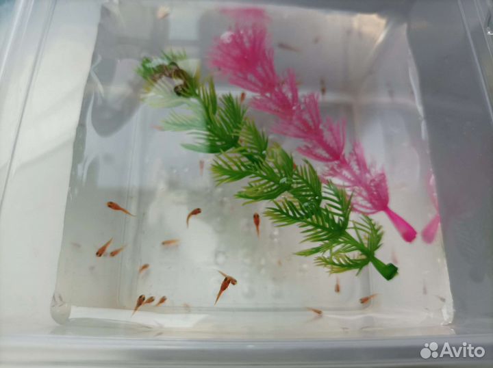 Аквариумные рыбки:меченосцыгуппимоллинезияпецилия