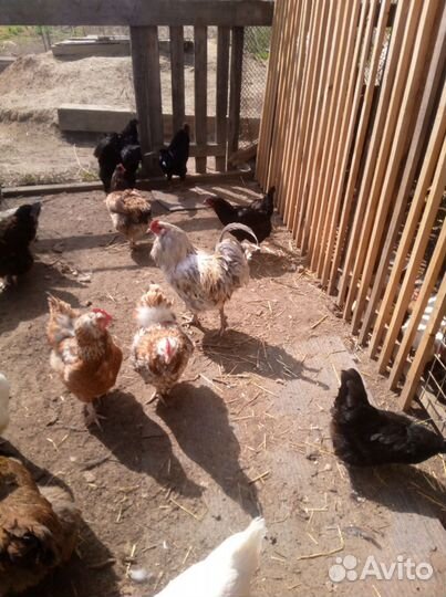 Инкубационное яйцо кур несушек