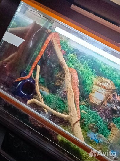 Змея маисовый полоз