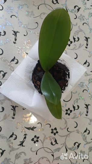 Орхидея фаленопсис