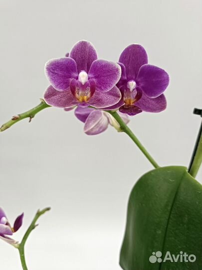 Орхидея фаленопсис Кьют Холли