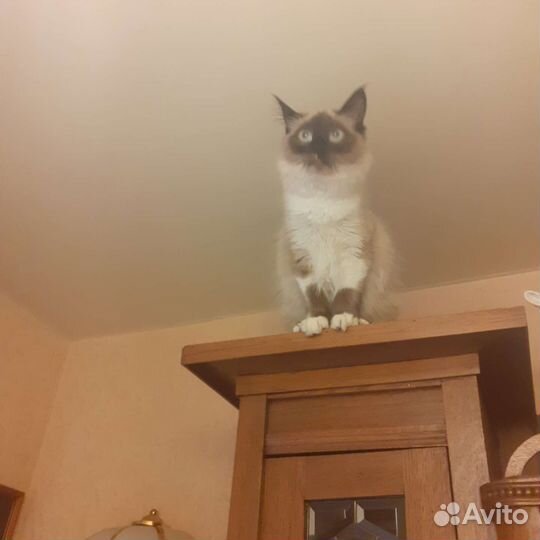 Кошки породистые бесплатно