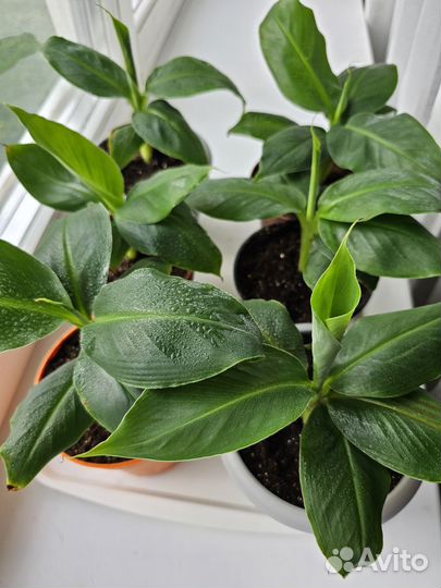 Комнатные растения. Банан