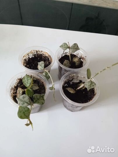 Укоренëнные хойи(Обновлено)