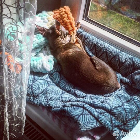 Передержка ваших любимцев на время отпуска