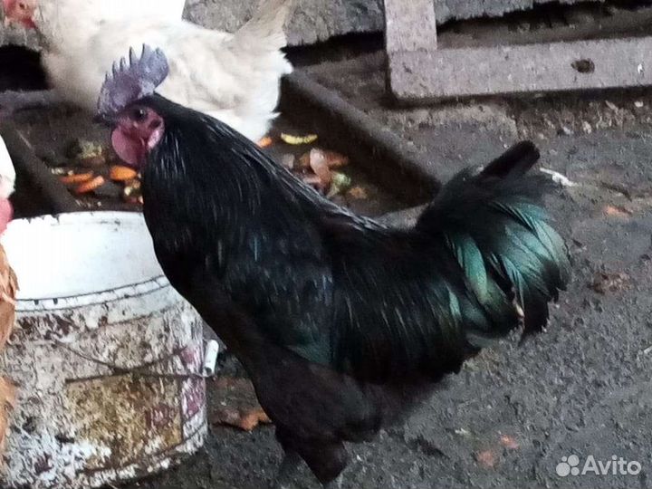 Петух ухейилюй