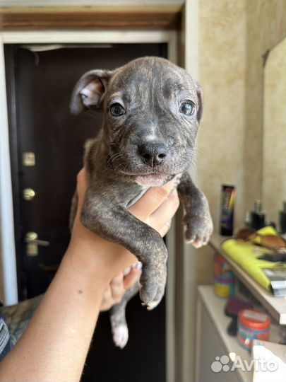 Щенки питбуля