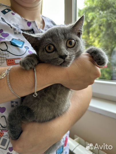 Британская кошка