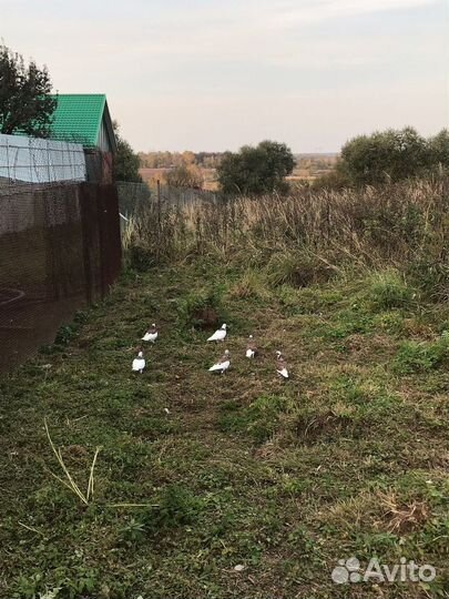 Продажа голубей