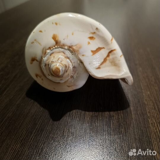 Ракушка морская большая