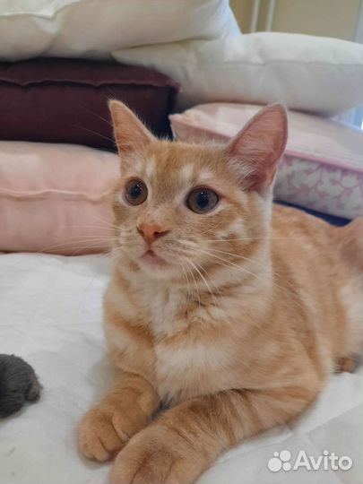 Котенок в добрые руки