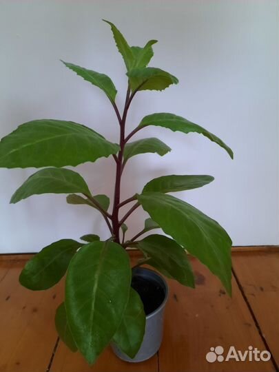 Джанура лечебный цветок