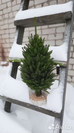 Ёлка из веток оптом. Икебана