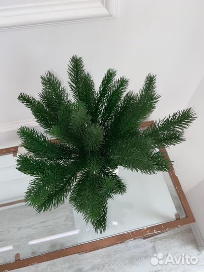 Еловые ветки, еловые лапки зеленой ели